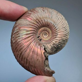 5,  6 Cm (2,  2 In) Ammonite Shell Quenstedtoceras Jurassic Pyrite Russia Fossil