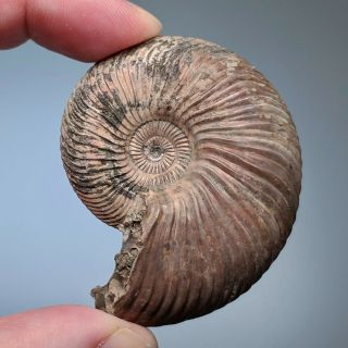 5,  6 cm (2,  2 in) Ammonite shell Quenstedtoceras jurassic pyrite Russia fossil 2
