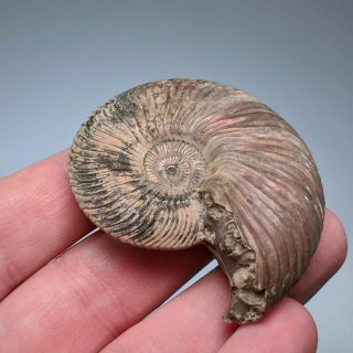 5,  6 cm (2,  2 in) Ammonite shell Quenstedtoceras jurassic pyrite Russia fossil 3