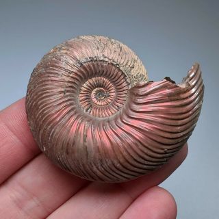 5,  4 Cm (2 In) Ammonite Shell Quenstedtoceras Jurassic Pyrite Russia Fossil