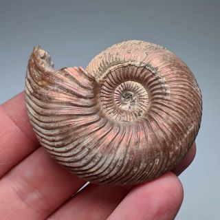 5,  4 cm (2 in) Ammonite shell Quenstedtoceras jurassic pyrite Russia fossil 2
