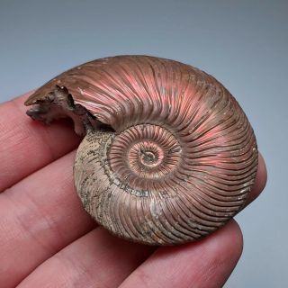 5,  4 cm (2 in) Ammonite shell Quenstedtoceras jurassic pyrite Russia fossil 3