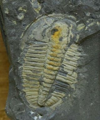 Uncommon Anomocarella Trilobite,  Middle Cambrian,  Shandong,  China,  23mm