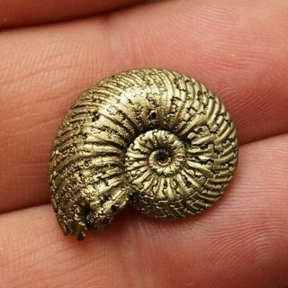 23mm Quenstedtoceras Pyrite Ammonite Fossils Fossilien Russia Pendant