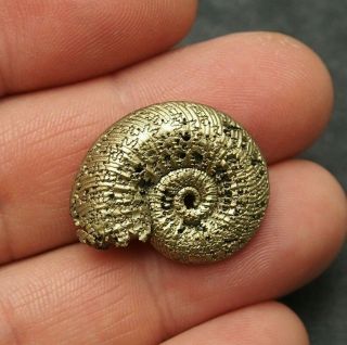 26mm Quenstedtoceras Pyrite Ammonite Fossils Callovian Fossilien Russia Pendant