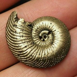 28mm Quenstedtoceras Pyrite Ammonite Fossils Callovian Fossilien Pendant Golden