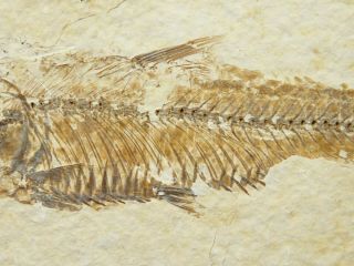 X - Ray Bones On This 100 Natural Knightia Eocaena Fossil Fish Wyoming 140gr