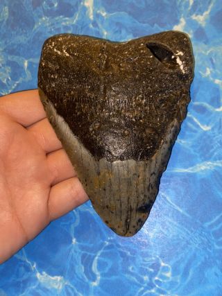 Huge 5.  05” Megalodon Shark Tooth Teeth Extinct Fossil Meg Scuba Diver Direct 961