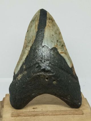 706.  4.  20 " Megalodon Shark Tooth Fossil 100 Authentic.