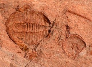 Mansuyites Guangxiensis Trilobite From The Cambrian Of China Guangxi