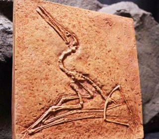 Jurassic Pterodactyl Authentic Juvenile Pterodactyl Fossil Cast Bavaria,  Germany