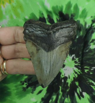 Megalodon Sharks Tooth 3 1/8  Inch No Restorations Fossil Sharks Teeth Tooth