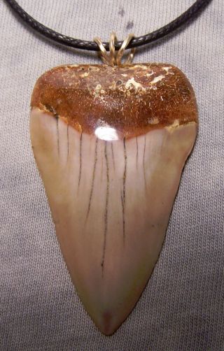 2 1/8 " Mako Shark Tooth Teeth Fossil Wireless Pendant Megalodon Dive Megalodon