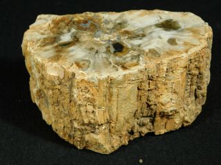 Perfect Bark A Larger Polished Petrified Wood Roller Fossil Madagascar 476gr