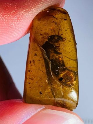 1.  21g Termite White Ant Burmite Myanmar Burmese Amber Insect Fossil Dinosaur Age