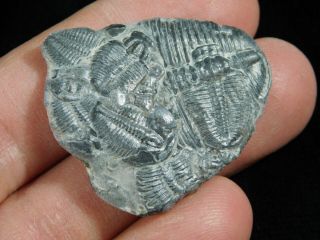 Five Entwined 500 Million Year Old Elrathia Trilobite Fossils From Utah 7.  74