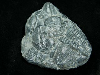 FIVE Entwined 500 Million Year Old Elrathia Trilobite Fossils From Utah 7.  74 2