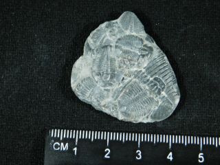 FIVE Entwined 500 Million Year Old Elrathia Trilobite Fossils From Utah 7.  74 3