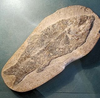 Fine Complete 18cm Rhacolepis Brama; Cretaceous Santana Fm. ,  Brazil​