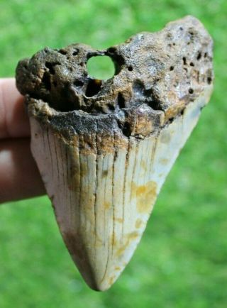 Megalodon Shark Tooth 3.  43 " Extinct Fossil Authentic Not Restored (cg18 - 49)