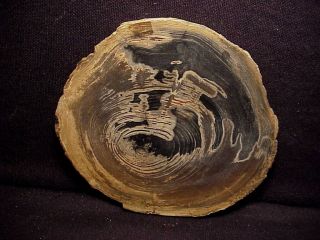Rw Polished " Petrified Wood Round " From Mcqueen 