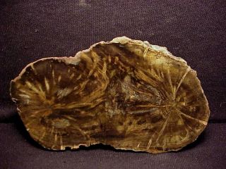 Rw Double Heart " Petrified Wood Round " Woodworthia From Zimbabwe,  Africa