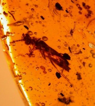 Rare True Bug Hemipteran,  5 Flies,  Mite In Authentic Dominican Amber Fossil Gem