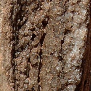 Petrified Wood With Crystals Raw Clear & Smoky Quartz,  Crystalized Wood Stone