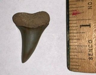 Pristine Extinct Great White Shark Mako Tooth 1,  Inches Gem Jar Megalodon Era