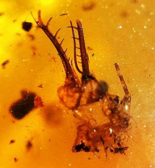 Burmese Burmite Cretaceous Extinct Fly Larva Amber Insect Fossil Myanmar