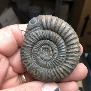 A Fossil Ammonite Snakestone.  Snake Head Carved At Witby Yorkshire