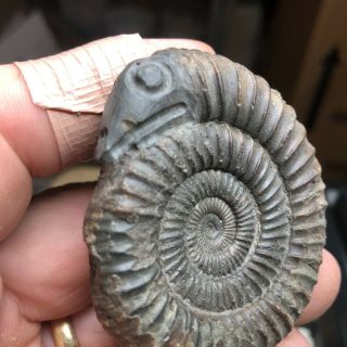 A Fossil Ammonite Snakestone.  snake head Carved at Witby YorkShire 2
