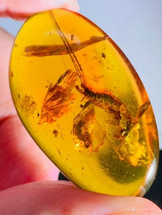 4.  6g Unknown Big Bug Burmite Myanmar Burmese Amber Insect Fossil Dinosaur Age