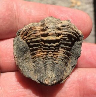 Great Fossil Trilobite Malvinella Buddeae Bolivia Devonian X15
