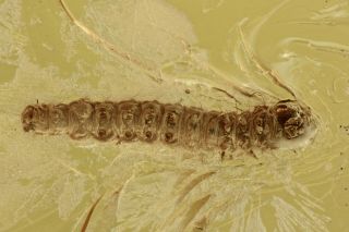 Moth Caterpillar Lepidoptera Fossil Baltic Amber 3.  7,  Hq Pic 200908