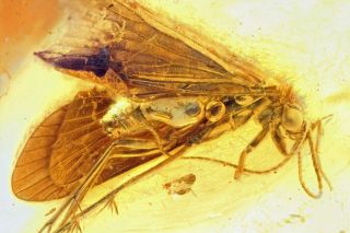 Baltic Amber,  Fossil Inclusion,  Detailed Trichoptera - Caddisfly