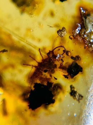 Neuroptera Psychopsidae Larva Burmite Myanmar Amber Insect Fossil Dinosaur Age