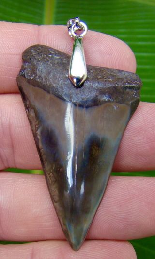 Mako Shark Tooth Pendant With Necklace - 2.  15 In.  Real Fossil - Not Fake