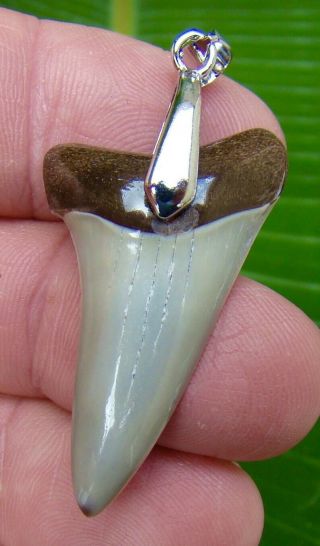 Mako Shark Tooth Pendant With Necklace - 1.  62 In.  Real Fossil - Not Fake