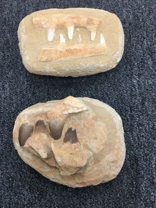 Mosasaur Teeth Fossil Specimen In Matrix Mosasaur Jaw Bone Dinosaur Era Morocco.