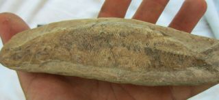 5.  75 " Rhacolepis Fish Fossil - Santa Anna Fm.  - Brazil - Cretacious