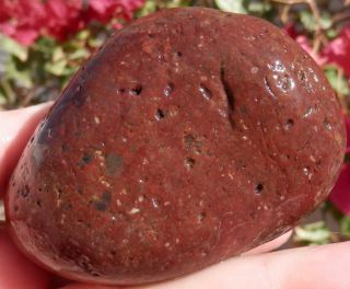 Lovely Red - Purple Dinosaur Coprolite … 13.  2 Oz … Arizona … Read