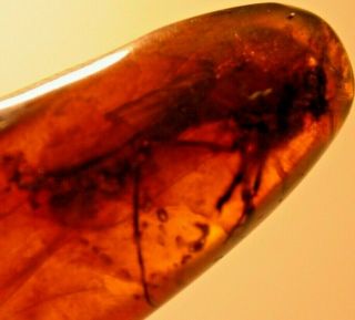 Large Cretaceous Fly in Burmite Burmese Amber Fossil Gemstone Dinosaur Age 3