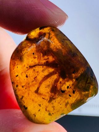 4.  97g Big Unique Spider Burmite Myanmar Burmese Amber Insect Fossil Dinosaur Age