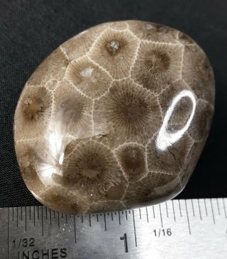 Ancient Michigan Darkeye Petoskey Stone Hexagonaria Polished Holding/pocket