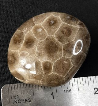 Ancient Michigan Darkeye Petoskey Stone Hexagonaria Polished Holding/Pocket 2
