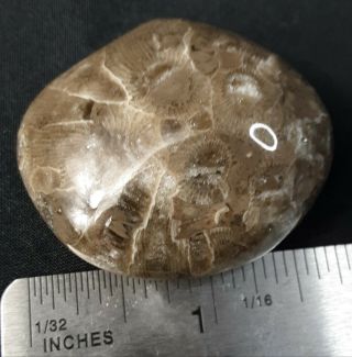 Ancient Michigan Darkeye Petoskey Stone Hexagonaria Polished Holding/Pocket 3