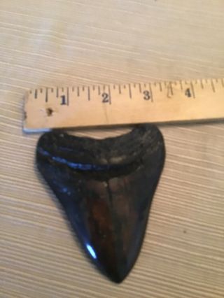 Megalodon Shark Tooth Xl 3 1/2 Fossil Jaw Teeth Real No Repair Sharp Serrated