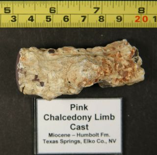Petrified Wood – Pink Chalcedony Limb Cast - Texas Springs,  Nv