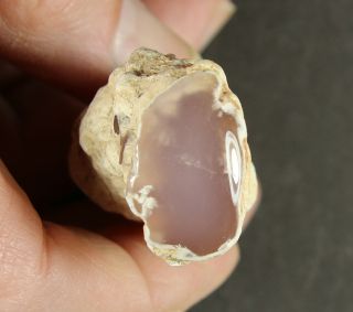 Petrified Wood – Pink Chalcedony Limb Cast - Texas Springs,  NV 2
